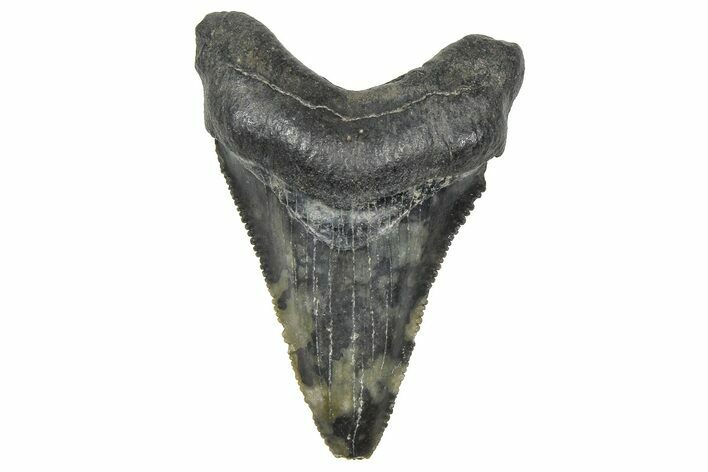Serrated, Juvenile Megalodon Tooth - South Carolina #360937